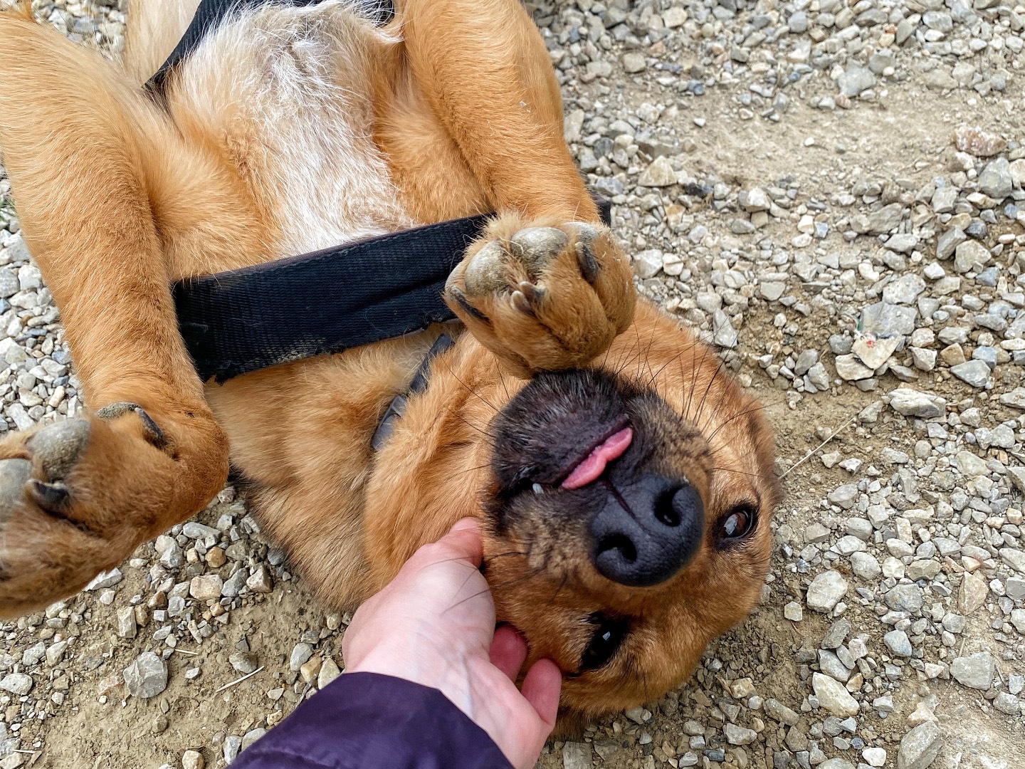 Adotta il cane Mya a Firenze