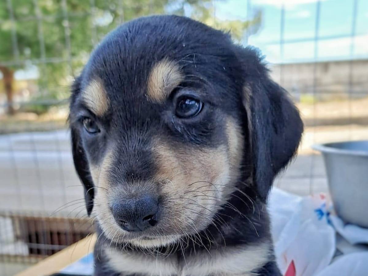 Adotta un cane, taglia media contenuta, maschio, Crotone