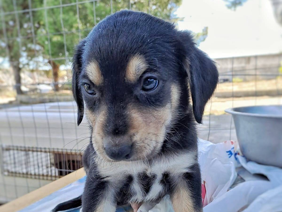 Vuoi adottare un cane a Crotone?