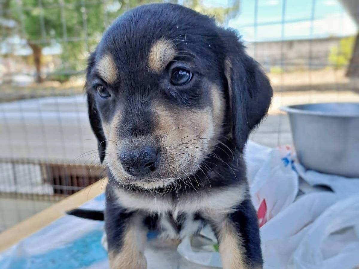 Adotta il cane PLUTONE  a Crotone