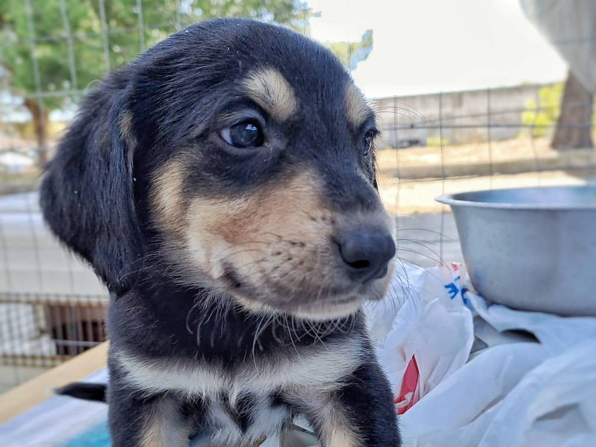 Adozione cane, maschio, meticcio, 2 anni e 1 mese, taglia media contenuta, Crotone