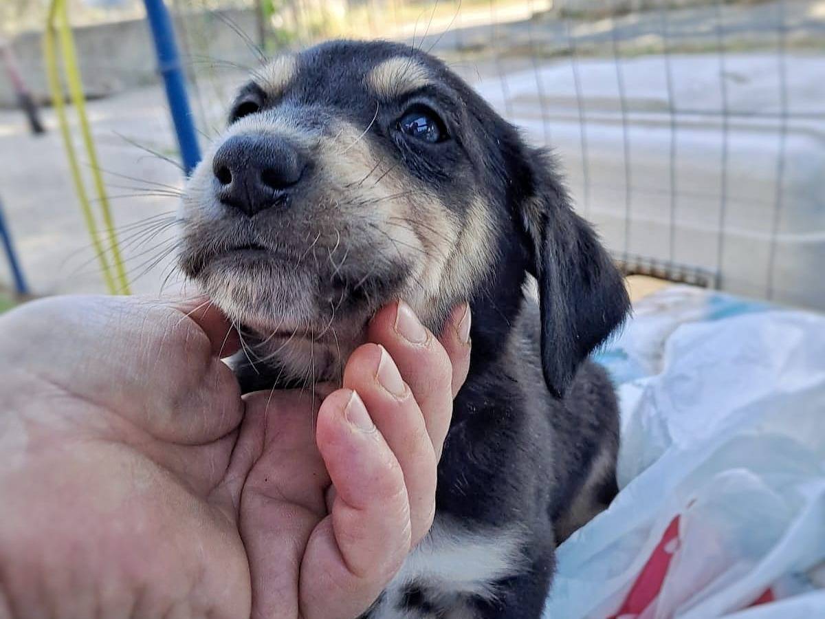 Adotta un cane, maschio, 2 anni e 1 mese, Crotone