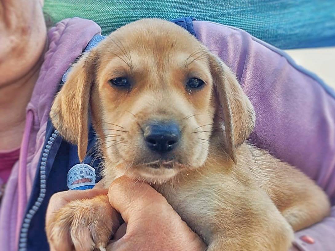 Adozione cane, femmina, meticcio, 2 anni e 1 mese, taglia media contenuta, Crotone