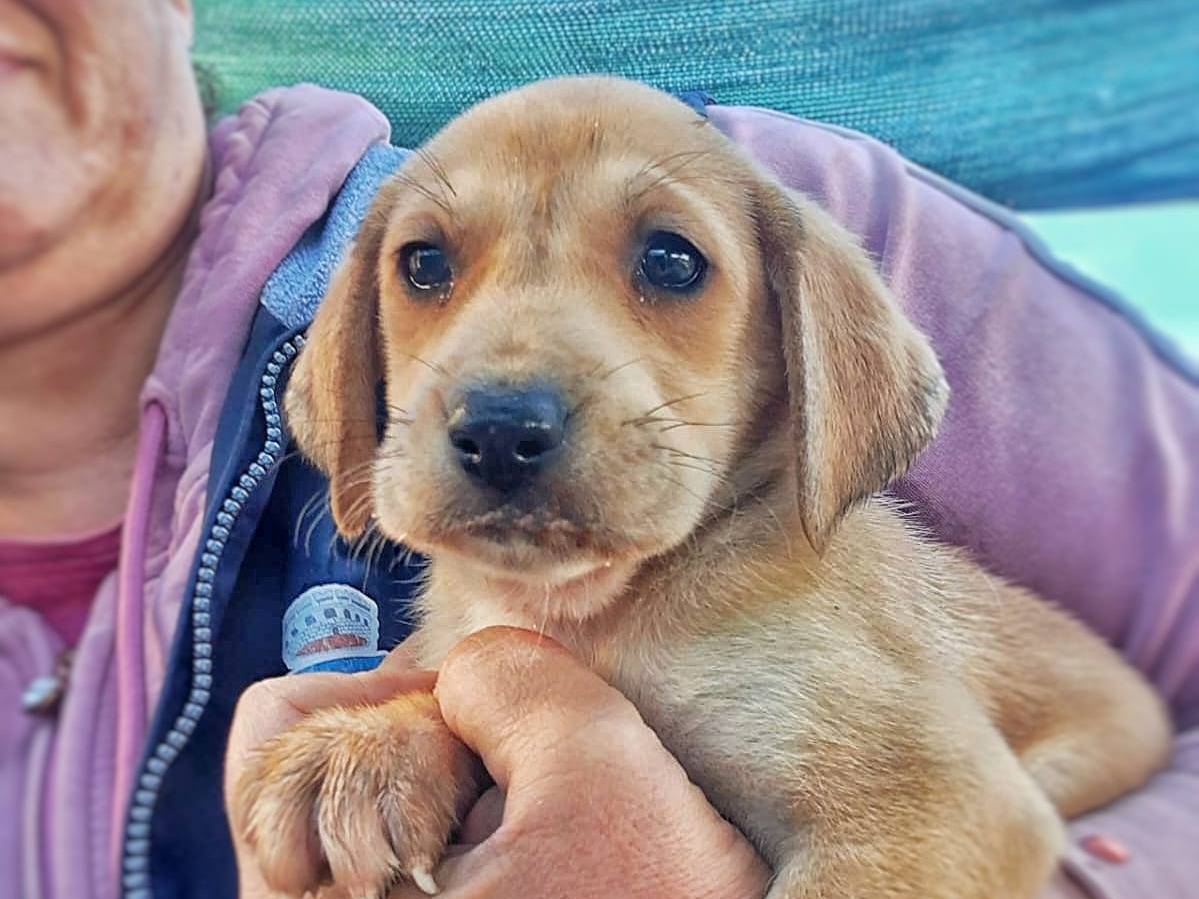 Adotta un cane, femmina, 2 anni e 1 mese, Crotone