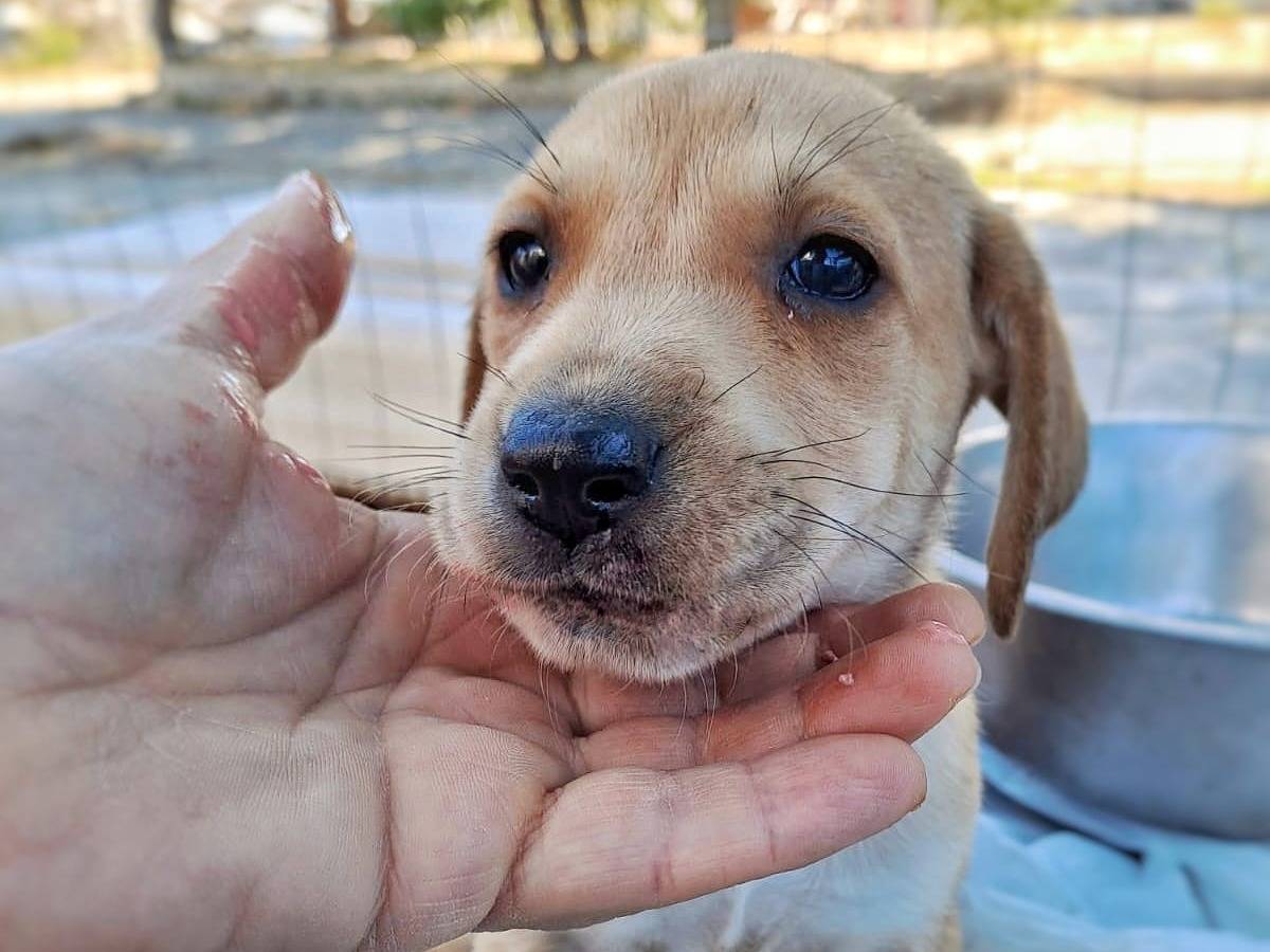 Vuoi adottare un cane a Crotone?
