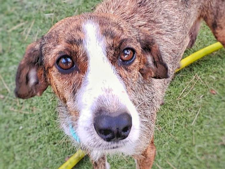 Adozione cane, femmina, Segugio, 4 anni e 2 mesi, taglia media contenuta, Crotone