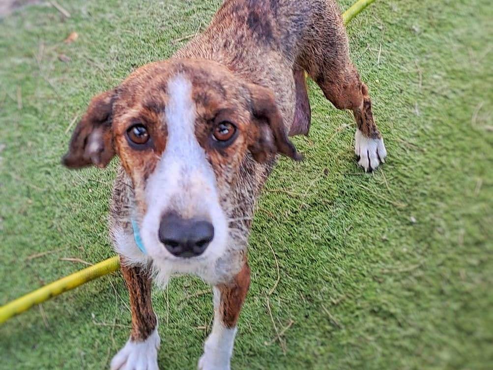 Adotta un cane, femmina, 4 anni e 2 mesi, Crotone