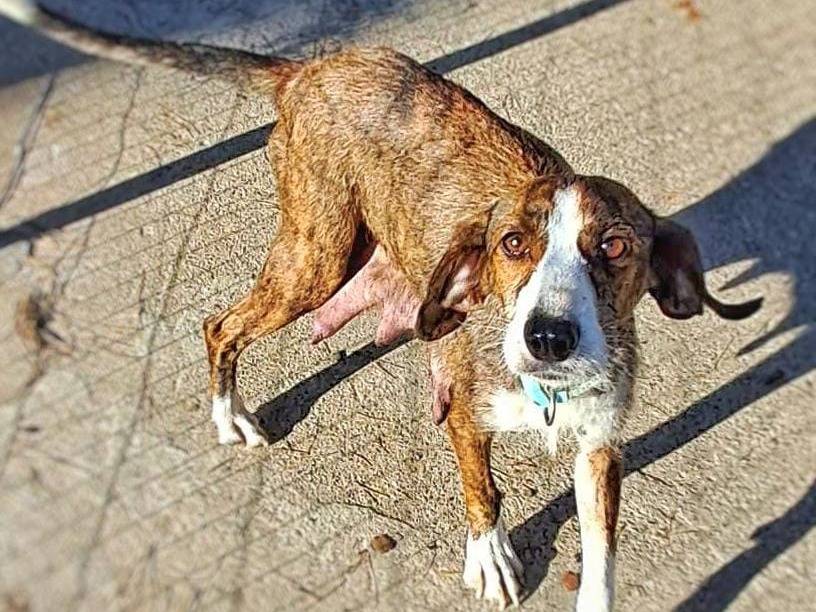 Adotta un cane, taglia media contenuta, femmina, Crotone