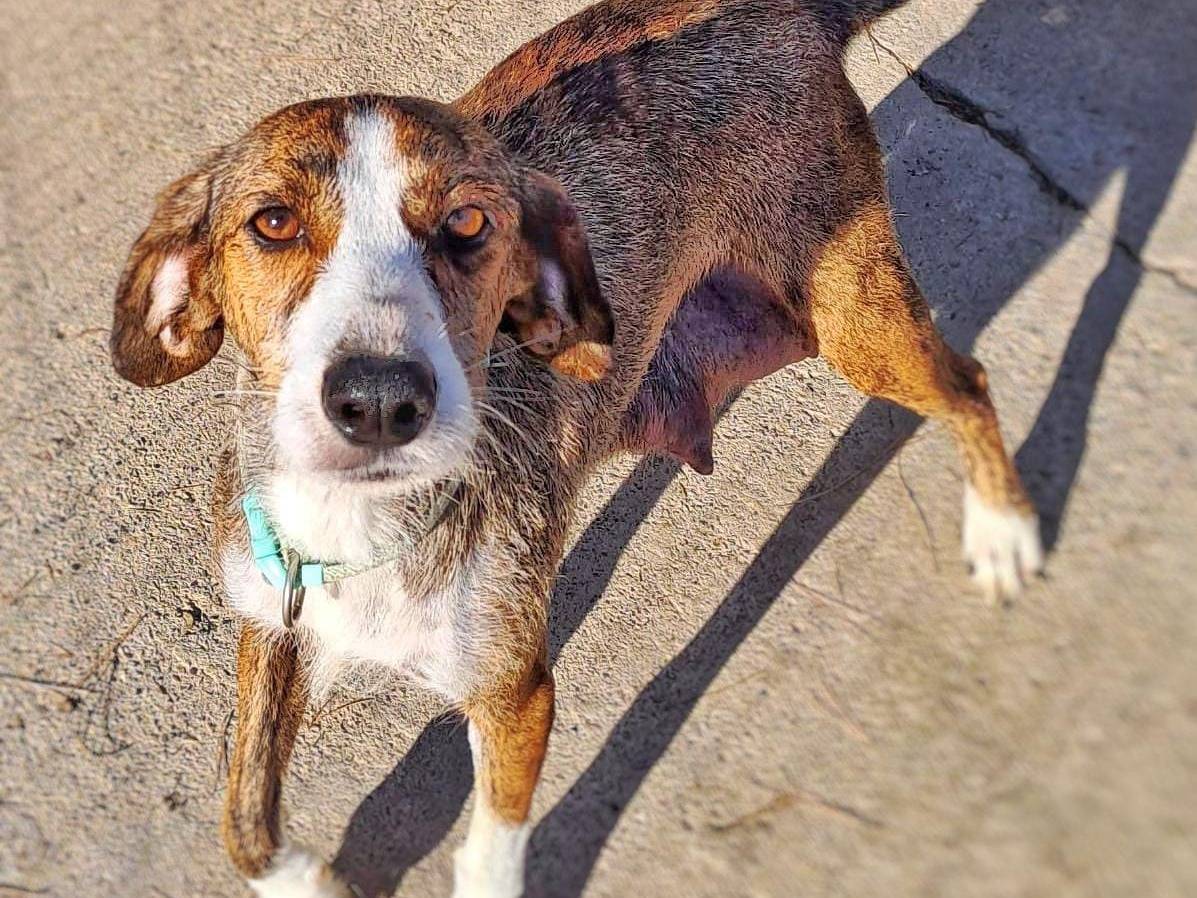 Vuoi adottare un cane a Crotone?