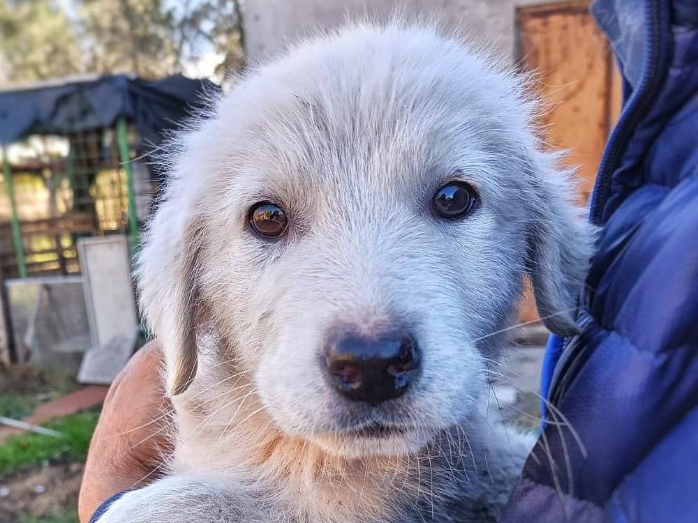 Adozione cane, maschio, meticcio, 2 anni e 2 mesi, taglia media, Crotone
