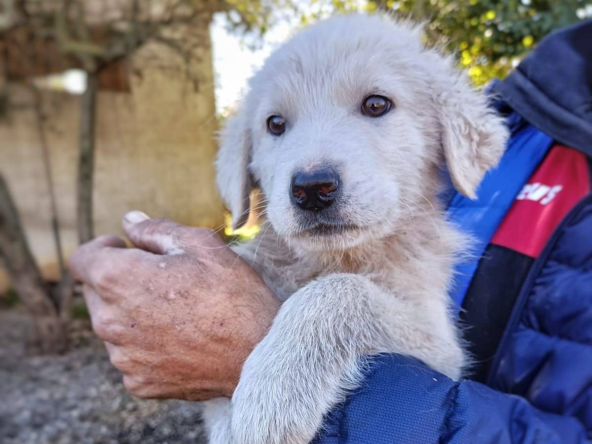 Adotta un cane, maschio, 2 anni e 2 mesi, Crotone