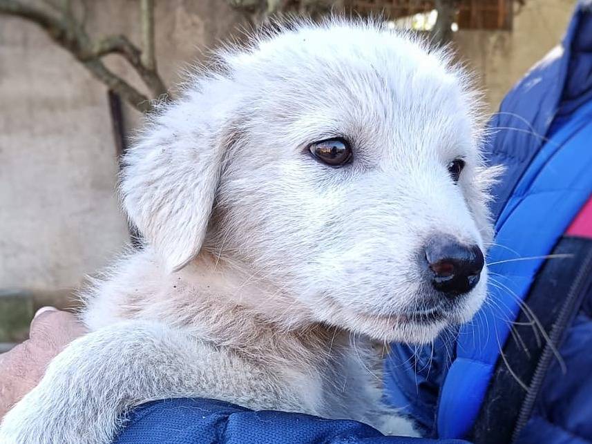 Adotta un cane, taglia media, maschio, Crotone