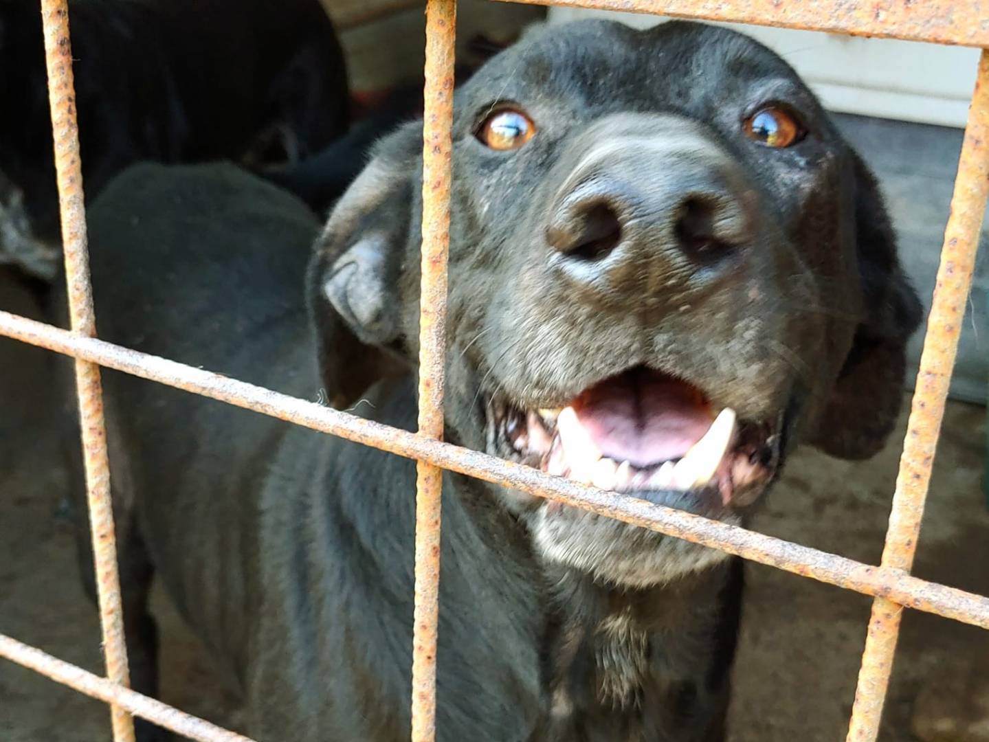 Adotta un cane, maschio, 11 anni , Messina