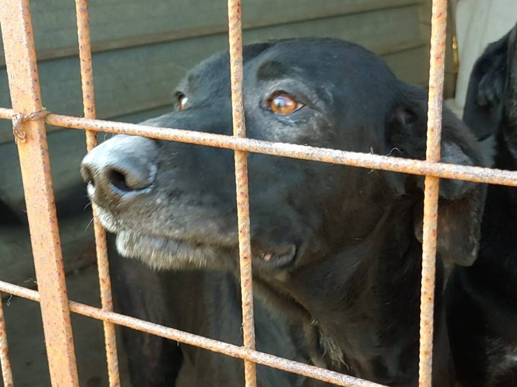 Vuoi adottare un cane a Messina?
