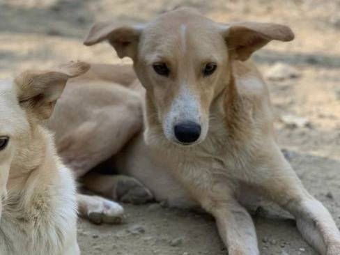 Foto dell'animale