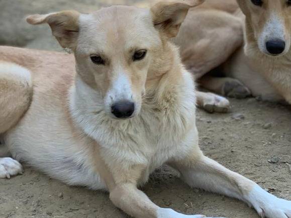 Adozione cane, maschio, meticcio, 3 anni  e 6 mesi , taglia media contenuta, Pisa