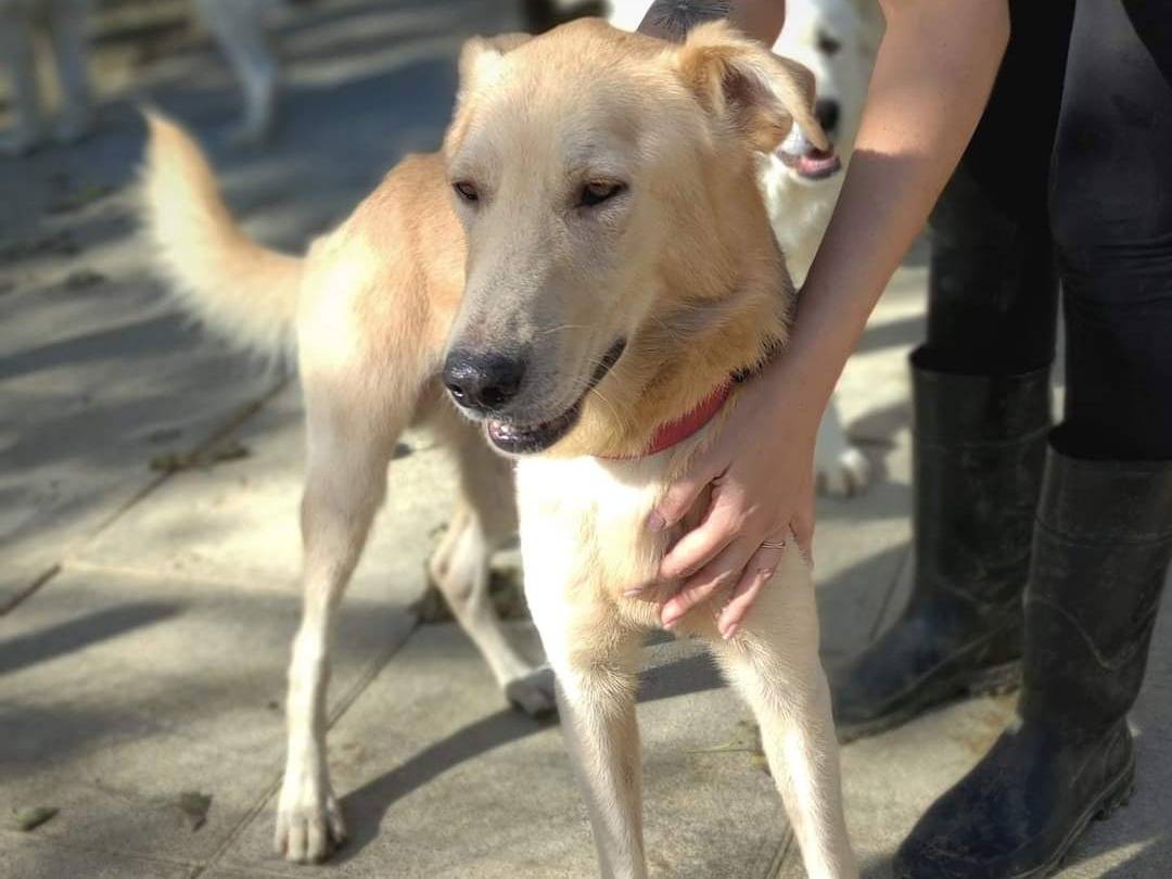 Adozione cane, maschio, meticcio, 7 anni  e 4 mesi , taglia grande, Pisa