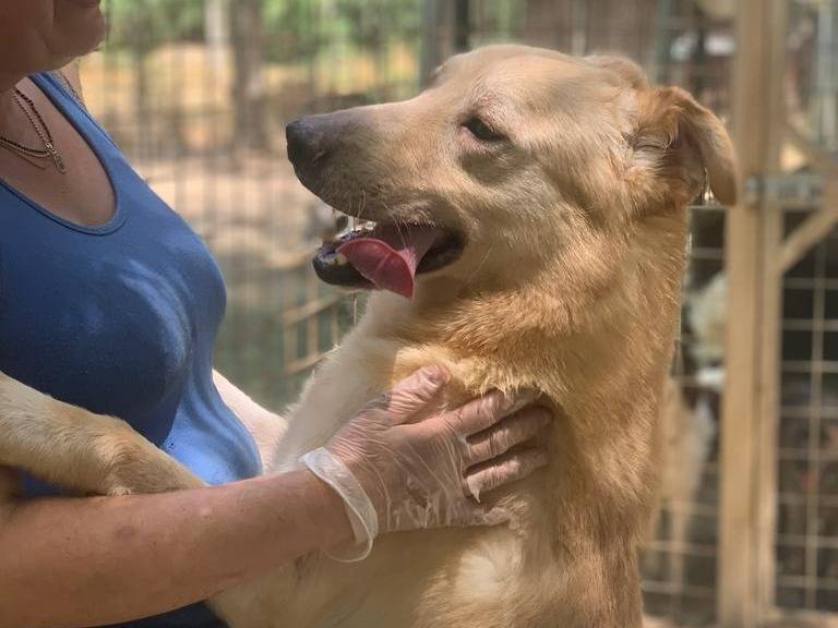 Adotta un cane, maschio, 6 anni  e 11 mesi , Pisa