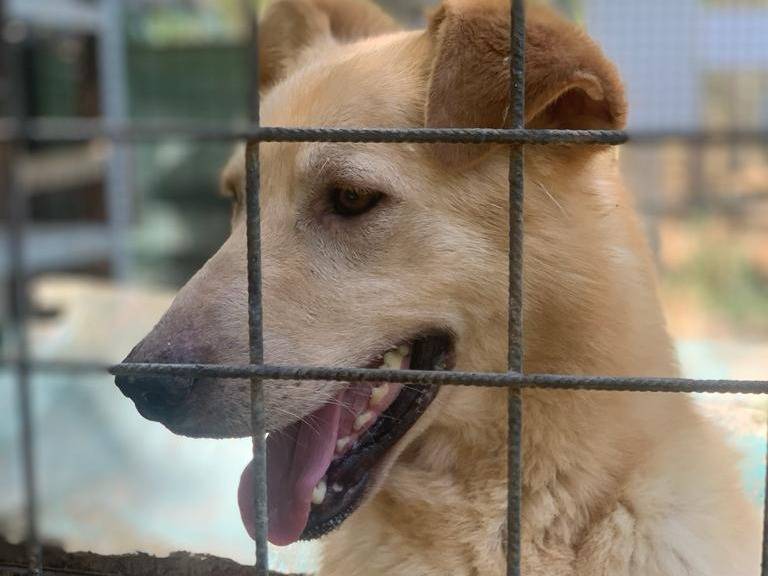 Adotta un cane, taglia grande, maschio, Pisa