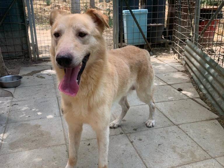 Vuoi adottare un cane a Pisa?