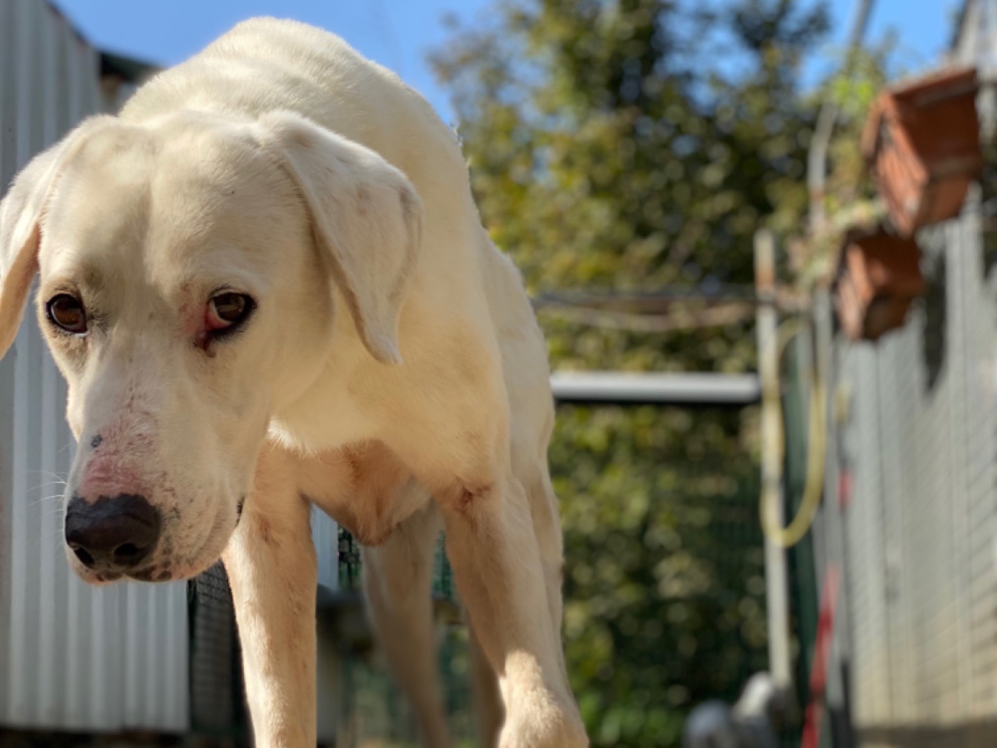 Adozione cane, maschio, Bracco, 7 anni  e 4 mesi , taglia grande, Avellino