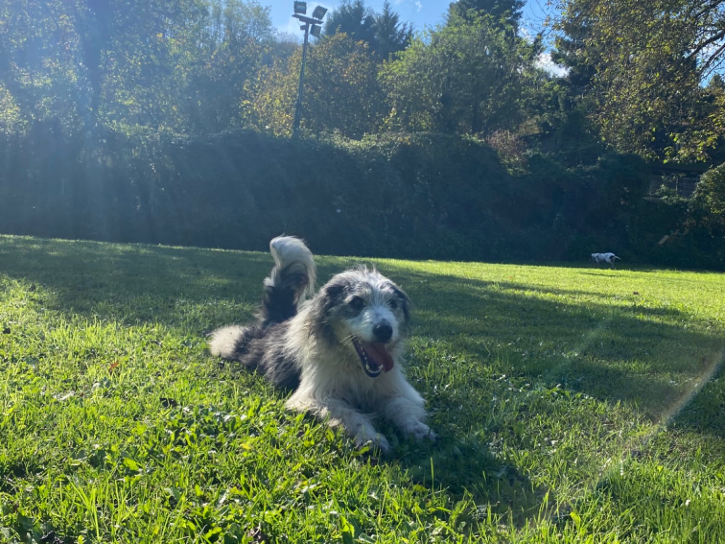 Adotta un cane, femmina, 5 anni , Avellino