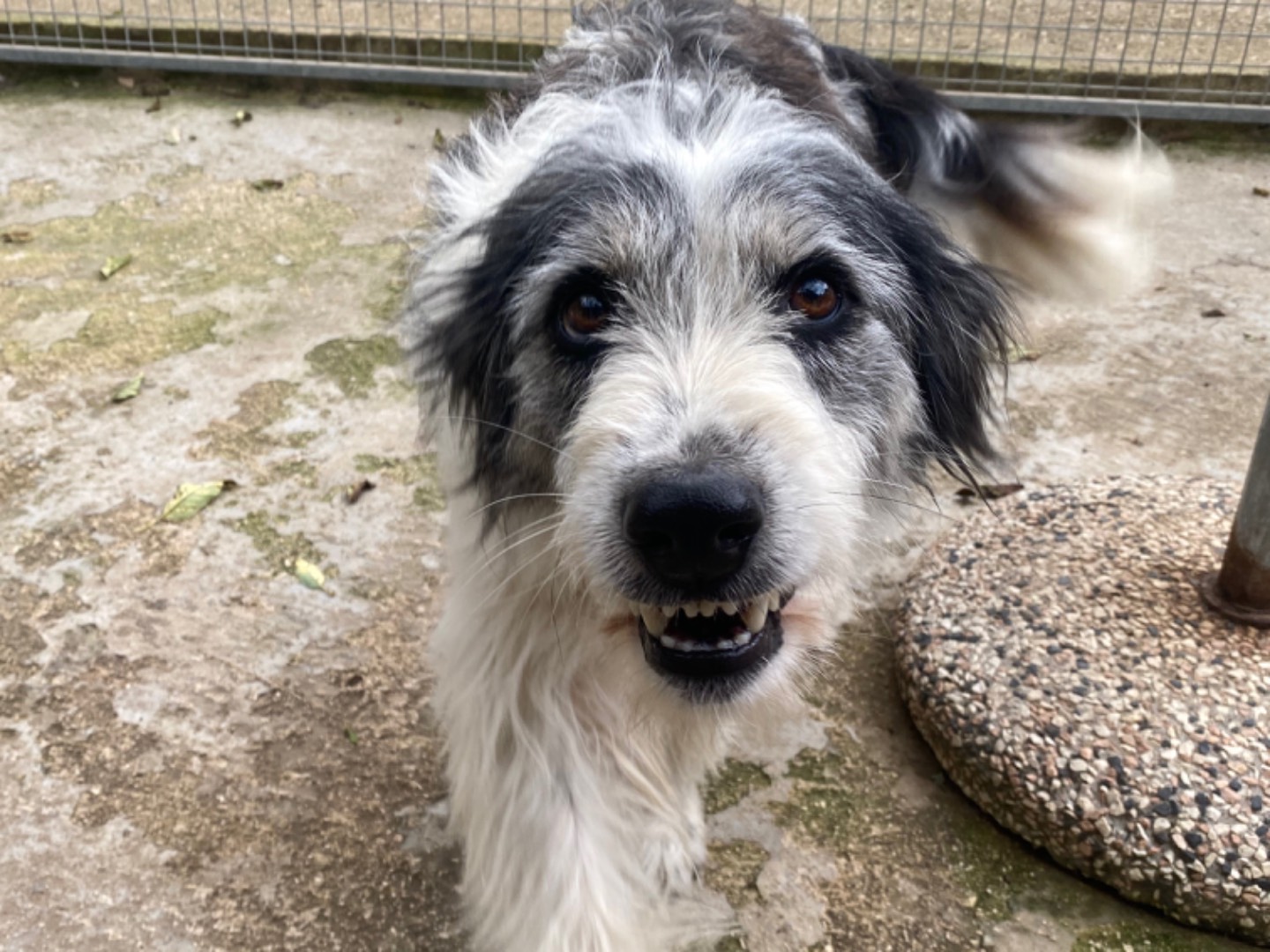 Adotta un cane, taglia media, femmina, Avellino