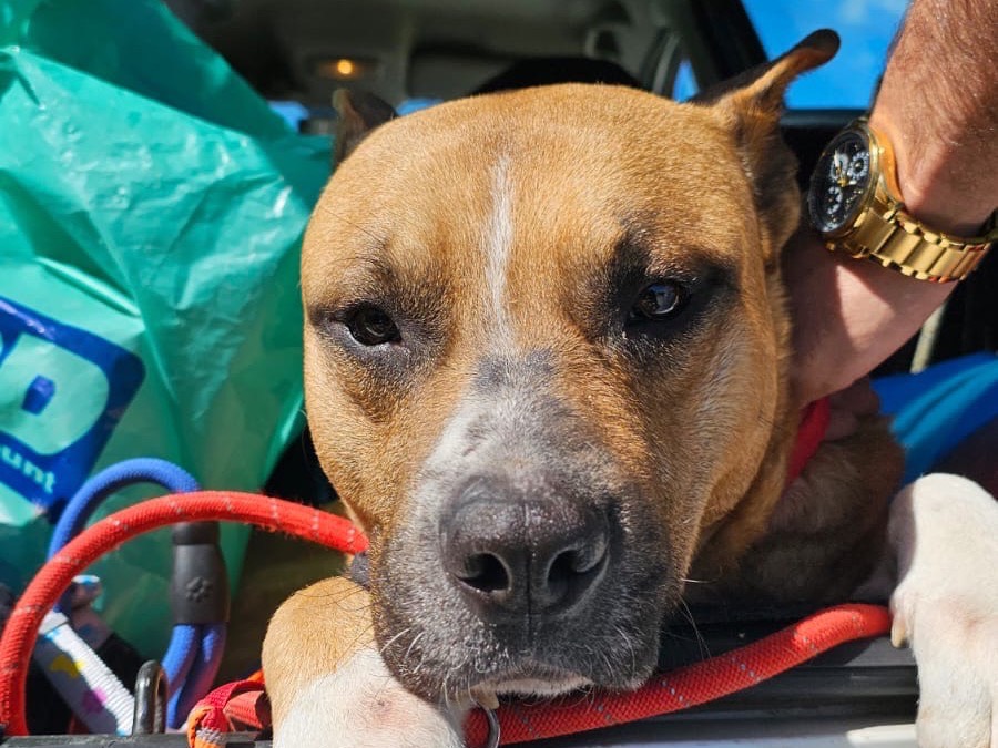 Adotta un cane, maschio, 3 anni  e 11 mesi , Siracusa