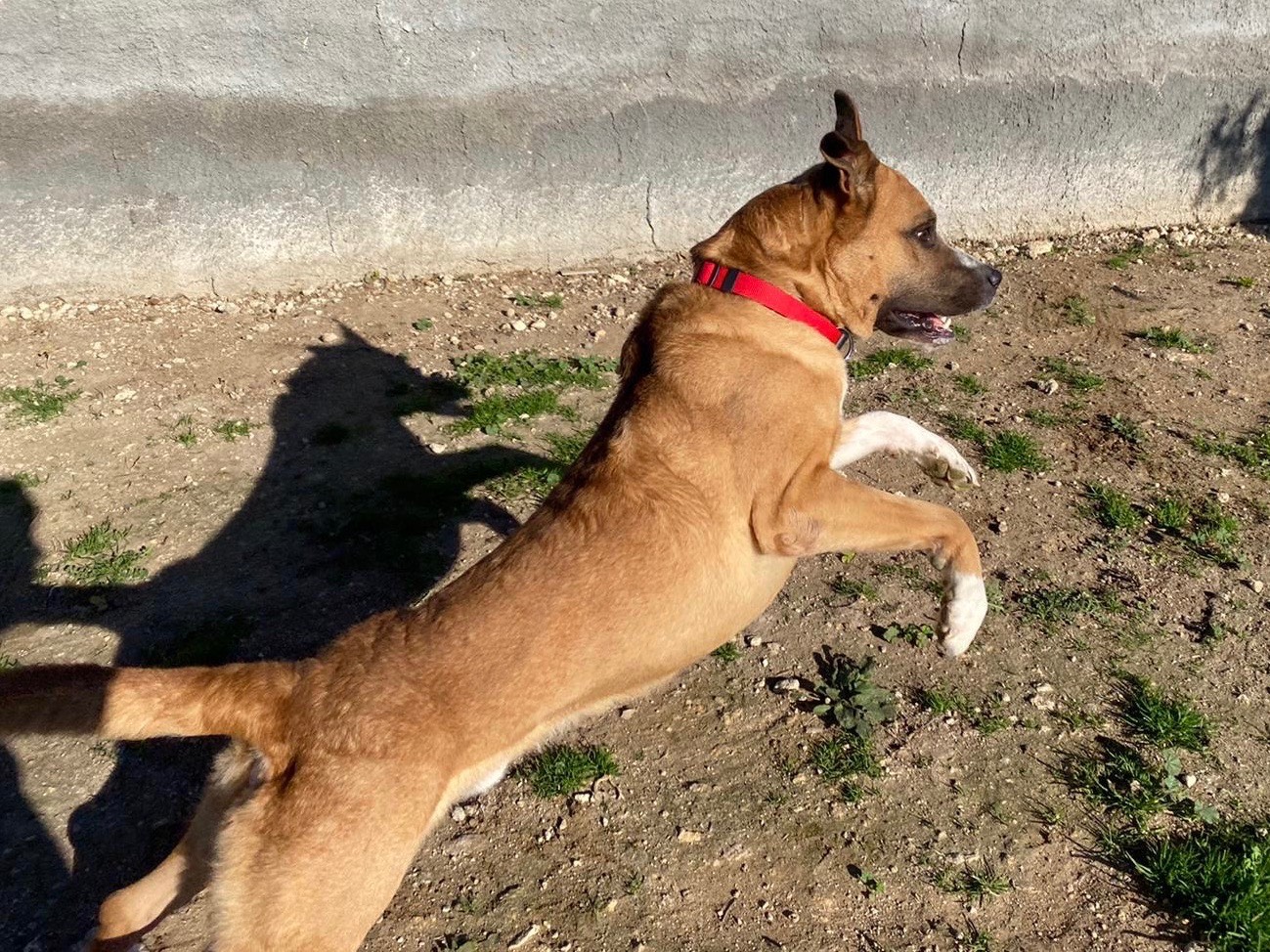 Adotta un cane, taglia grande, maschio, Siracusa