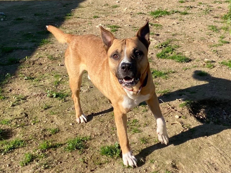 Vuoi adottare un cane a Siracusa?