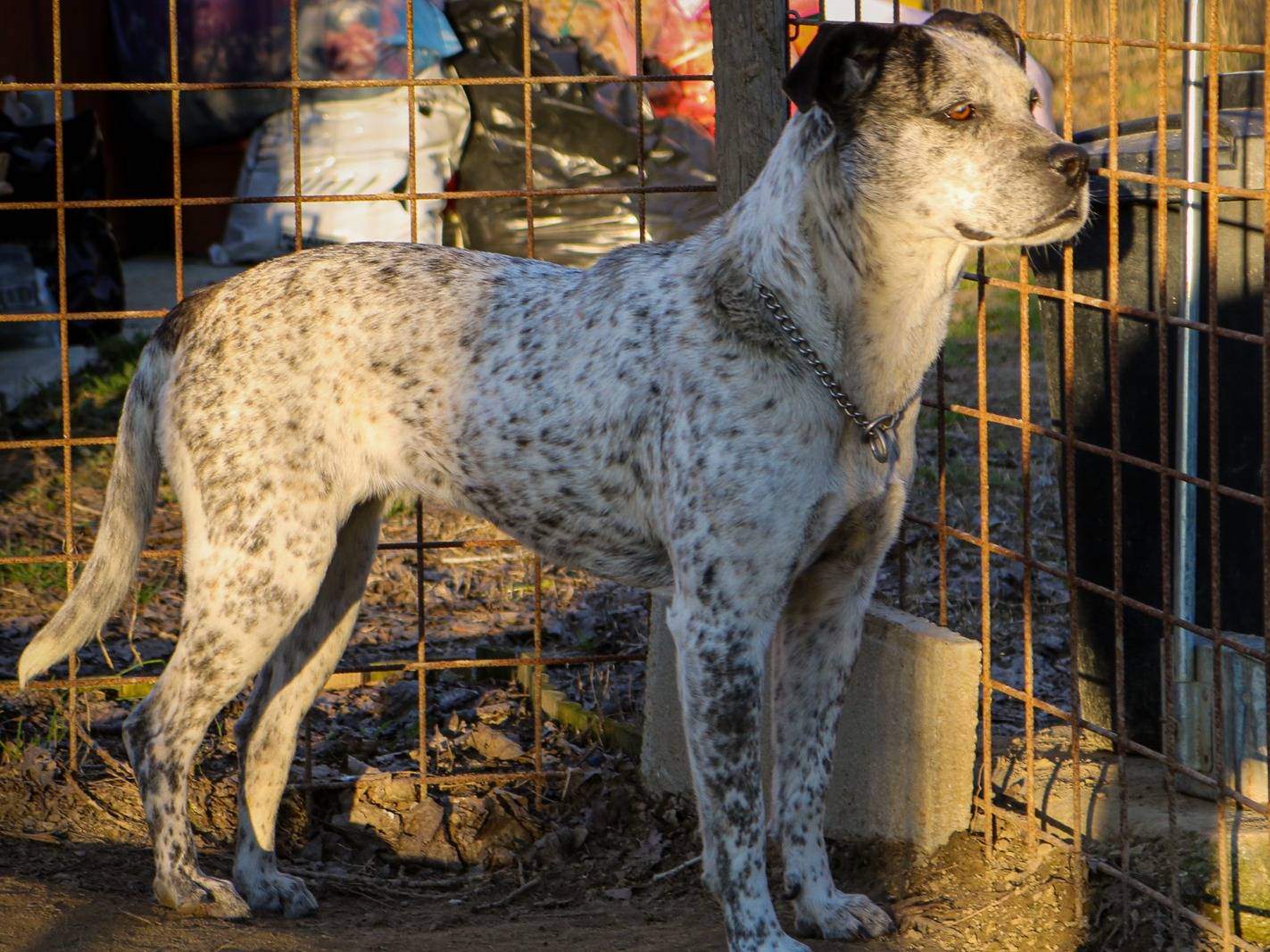 Adotta il cane Mia & Sofi a Pisa