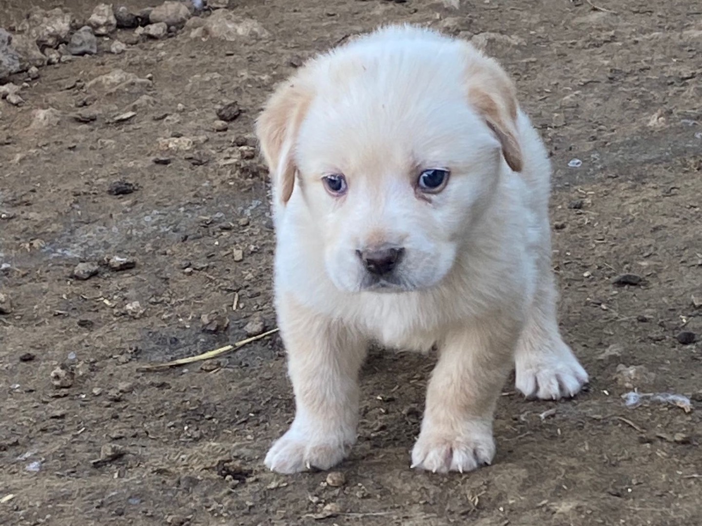 Adotta un cane, maschio, 1 anno e 11 mesi, Siracusa