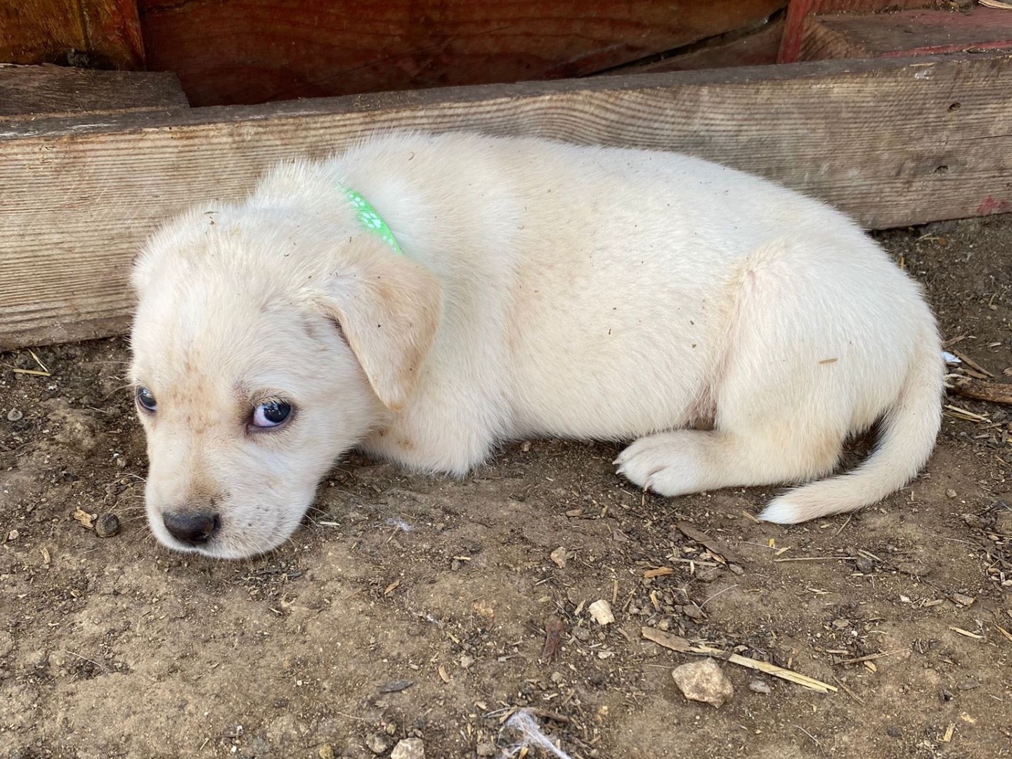 Adotta un cane, taglia media, maschio, Siracusa