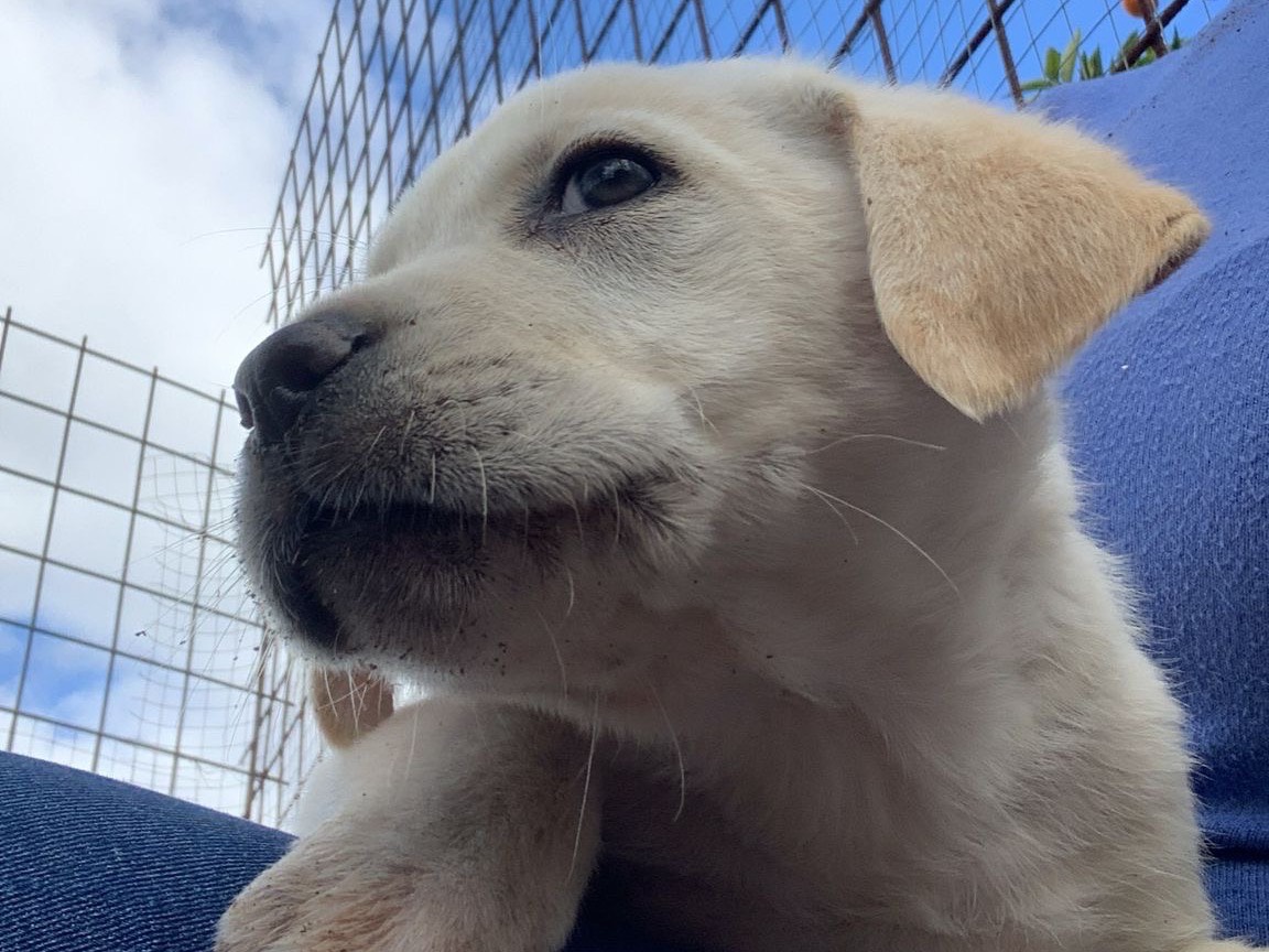 Adotta il cane Chopper a Siracusa