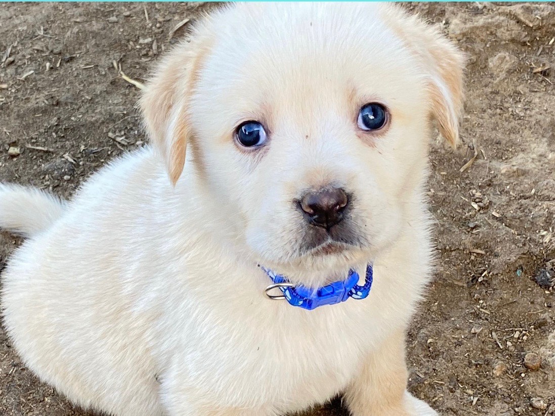 Adozione cane, maschio, meticcio, 1 anno e 11 mesi, taglia media, Siracusa