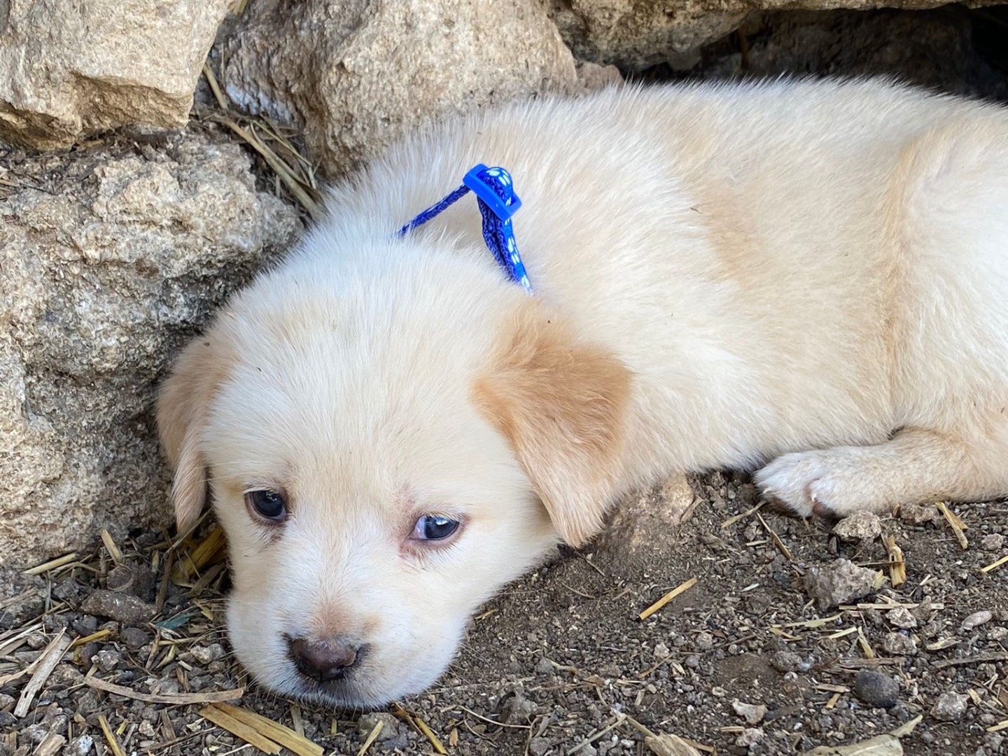 Adotta un cane, maschio, 1 anno e 11 mesi, Siracusa