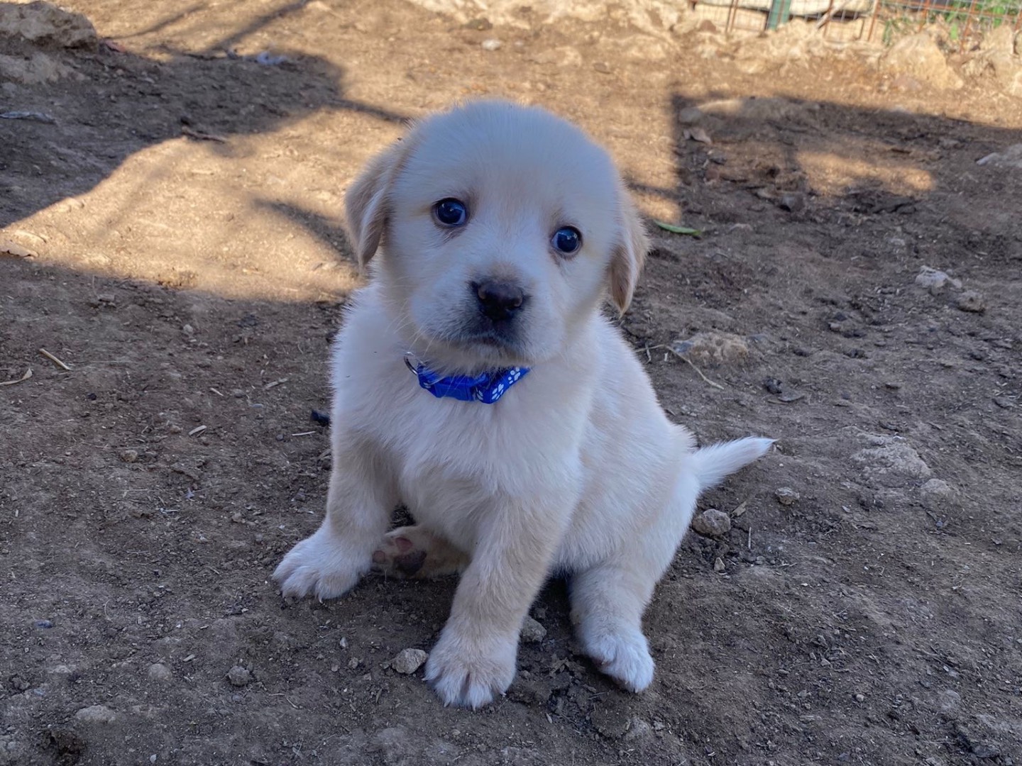 Adotta un cane, taglia media, maschio, Siracusa