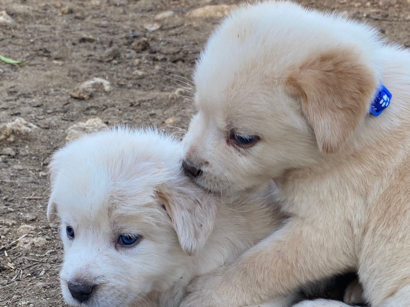 Vuoi adottare un cane a Siracusa?