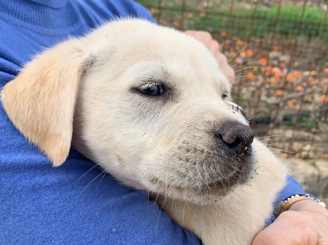 Adotta il cane Ken a Siracusa