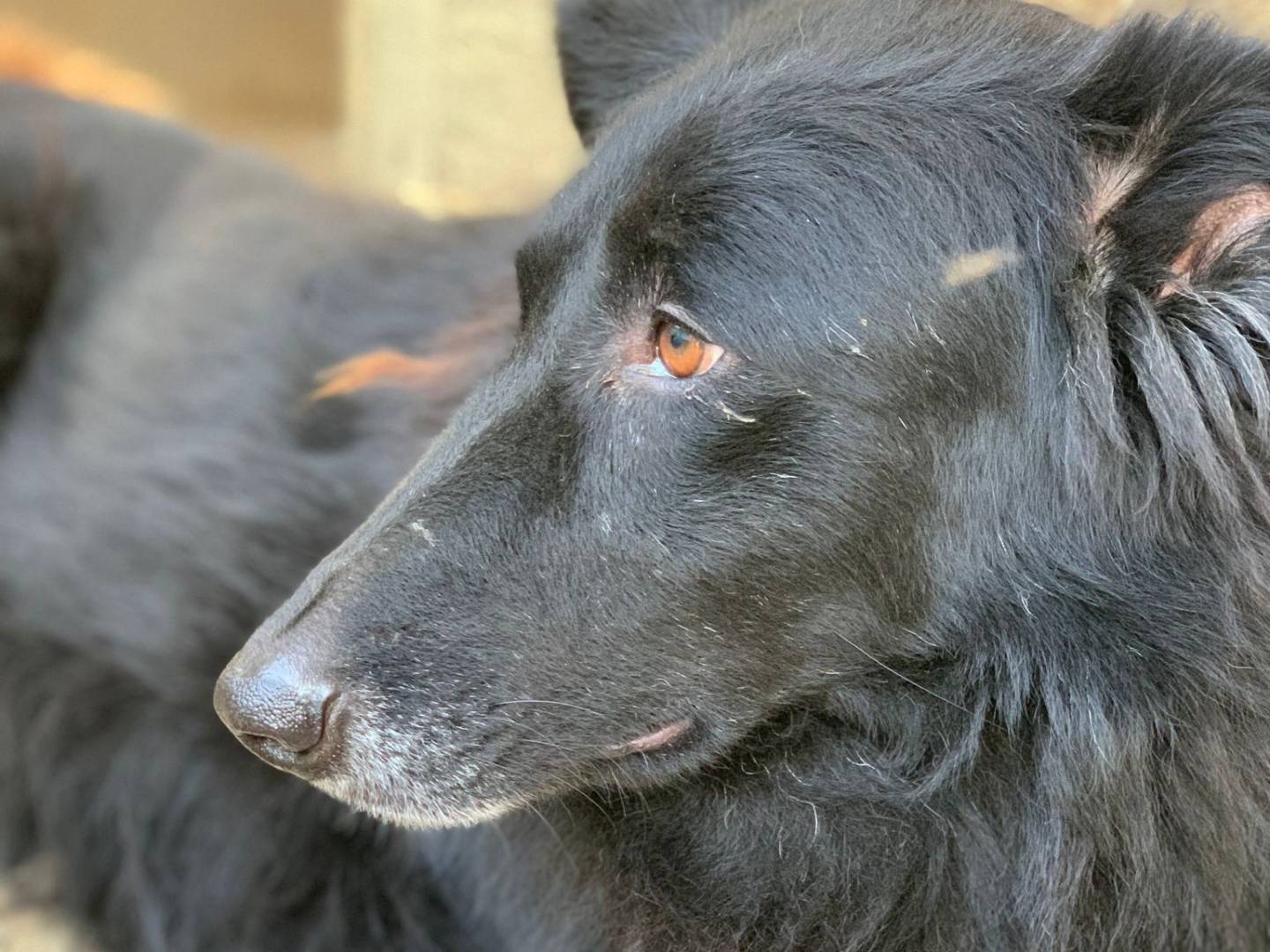 Adozione cane, femmina, meticcio, 9 anni  e 3 mesi , taglia grande, Pisa