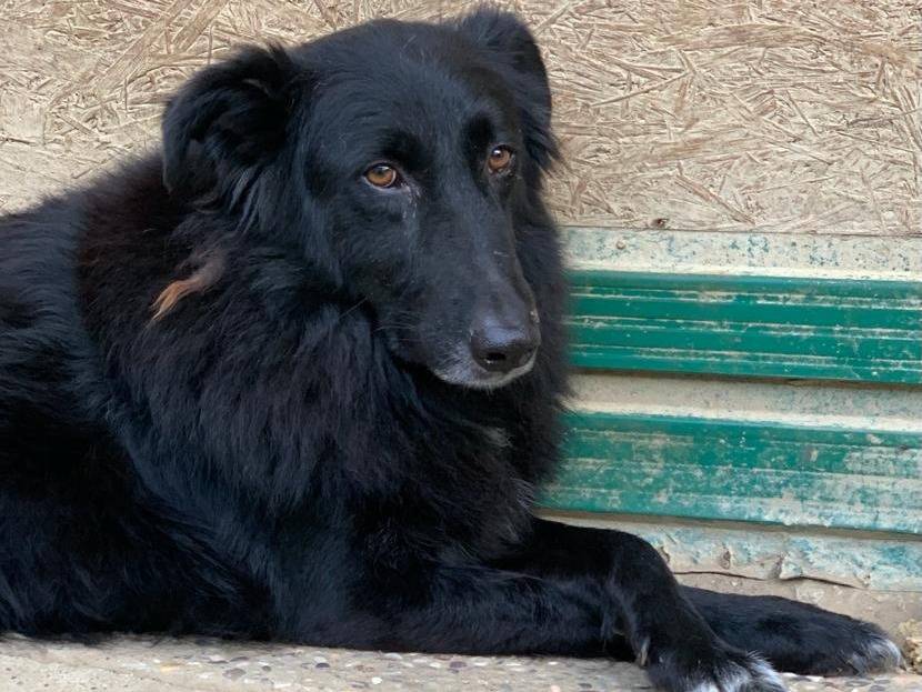 Adotta un cane, femmina, 9 anni  e 3 mesi , Pisa