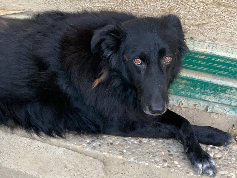 Adotta un cane, taglia grande, femmina, Pisa