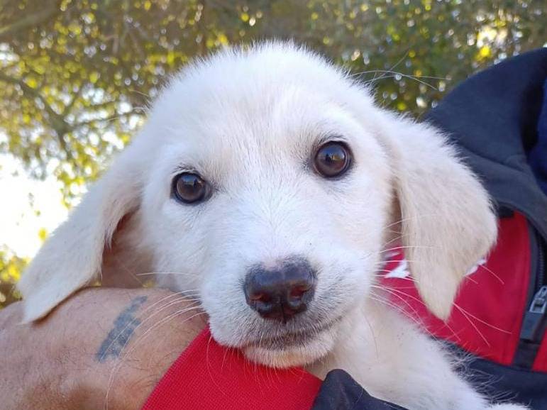 Adozione cane, femmina, meticcio, 2 anni e 2 mesi, taglia media, Crotone