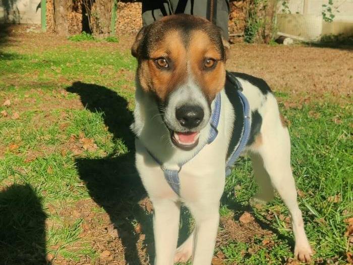 Adotta un cane, taglia media, maschio, Milano