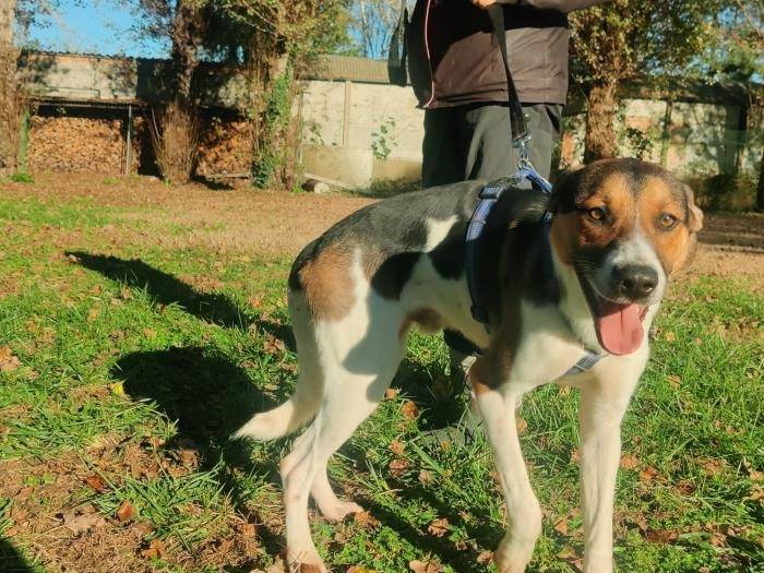 Adotta un cane, maschio, 3 anni e 1 mese, Milano