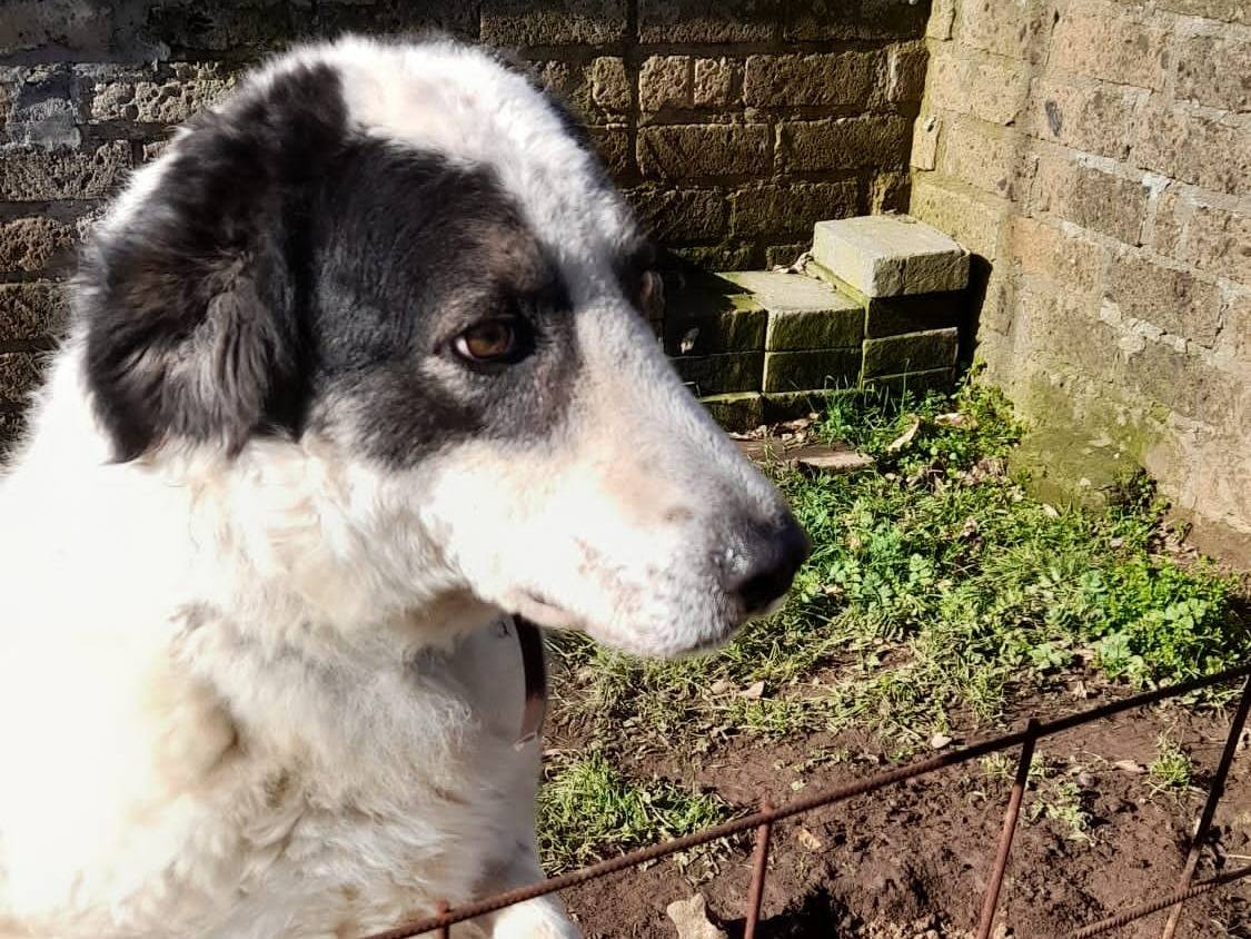 Adotta un cane, maschio, 4 anni  e 1 mese, Viterbo