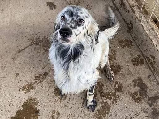 Adotta un cane, maschio, 5 anni  e 3 mesi , Pisa