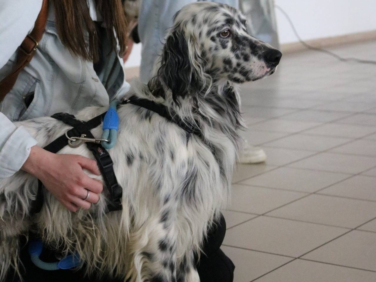 Foto dell'animale