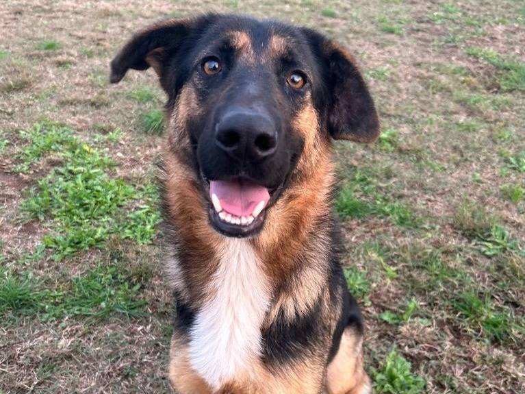 Adozione cane, femmina, Pastore tedesco, 3 anni e 9 mesi, taglia media, Milano