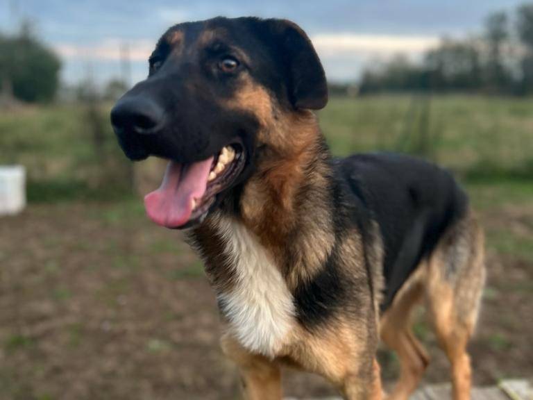 Adotta un cane, femmina, 3 anni e 9 mesi, Milano